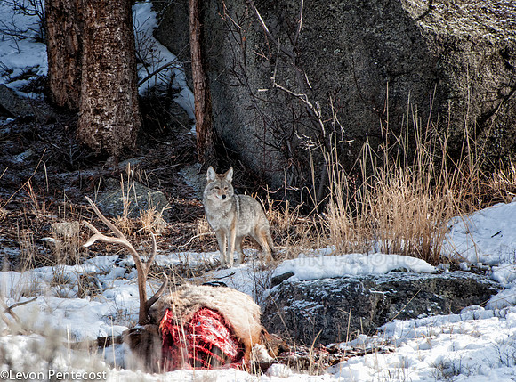 Montana wildlife,