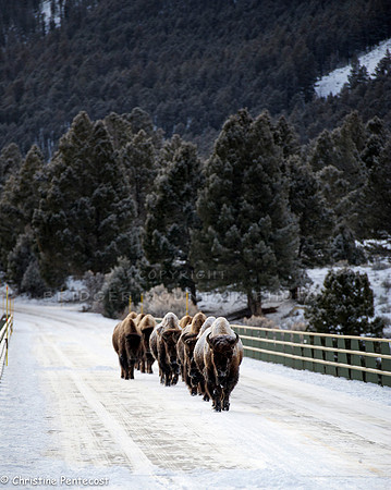 Montana wildlife,
