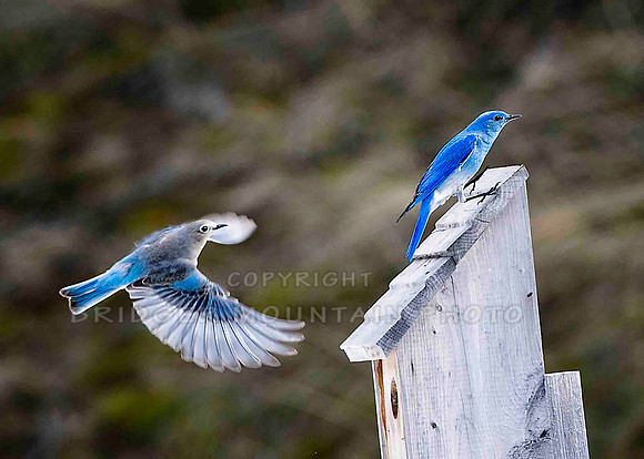 Montana wildlife,