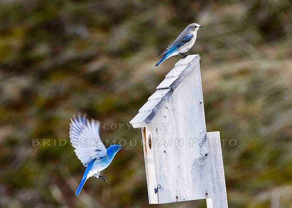 Montana wildlife,