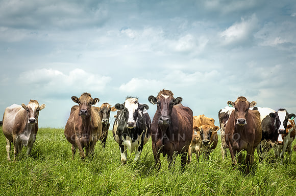 farm animals