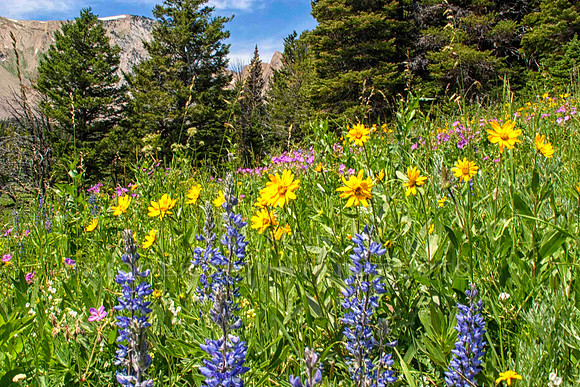 wildflowers of Montana