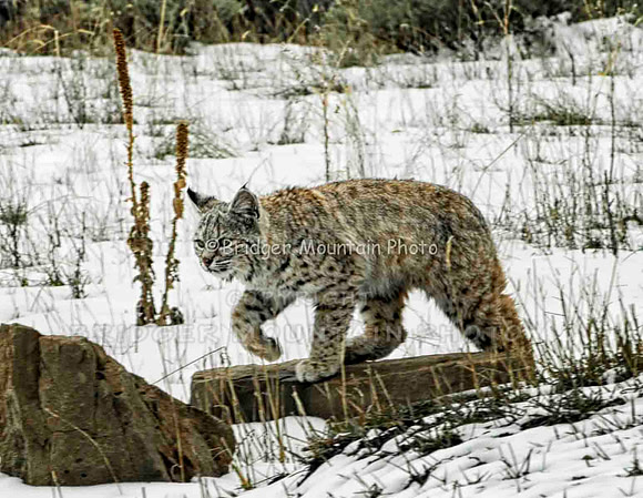 bobcat, Montana