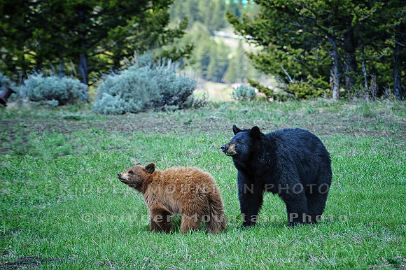 Sow with cub