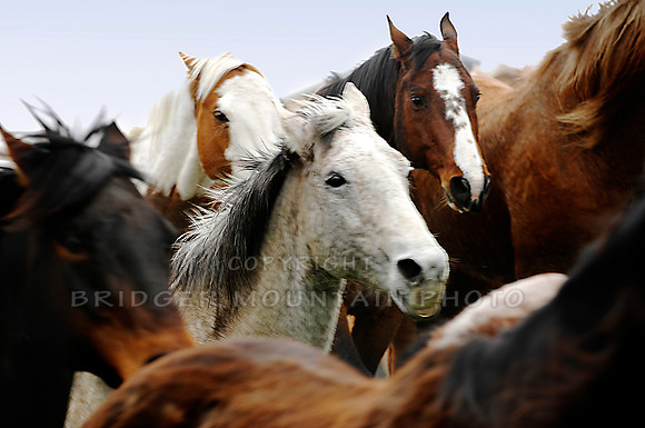 A close up of the heads and faces of running horses at the Three Forks Horse Round up