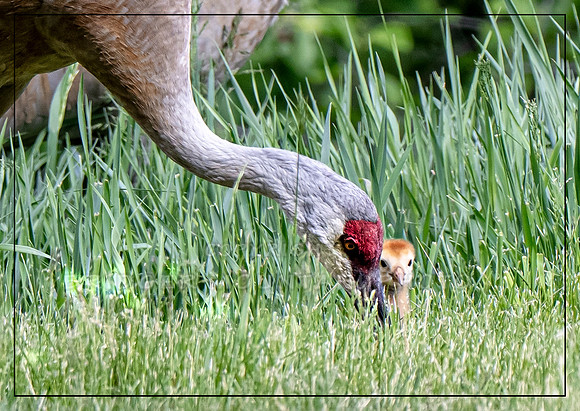 A Sandhill's Love
