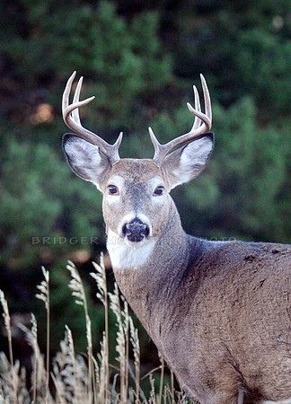 White Tail Buck