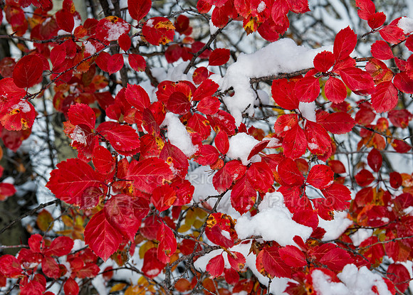 Red and White