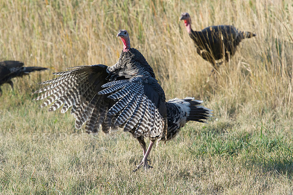 Turkey Time 2