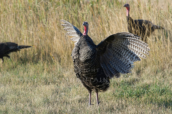 Turkey Time