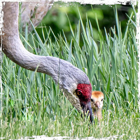 Sandhill and its baby