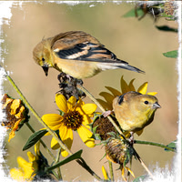 Wildlife