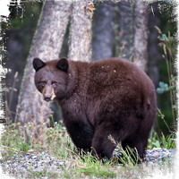 Bear Butt