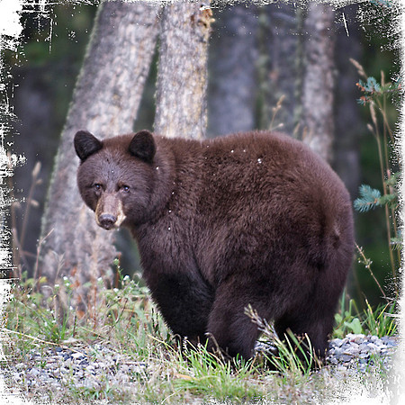Bear Butt