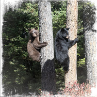 Bear cubs in tree