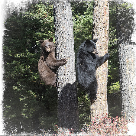 Bear cubs in tree