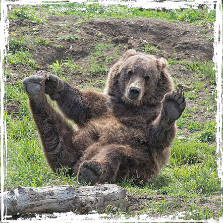 Bella Waving