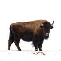 Bison