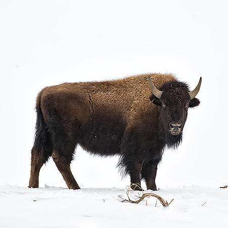 Bison