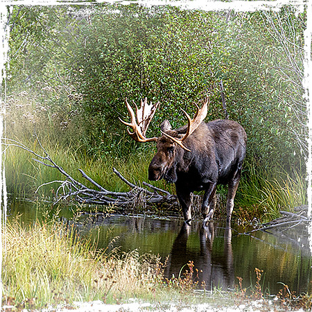 Bull Moose 2