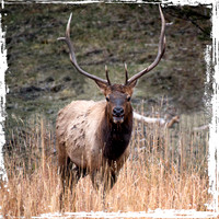 Bull Elk
