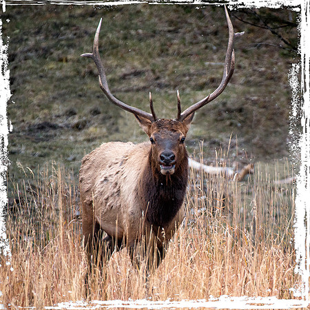 Bull Elk