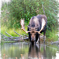 Bull Moose 3