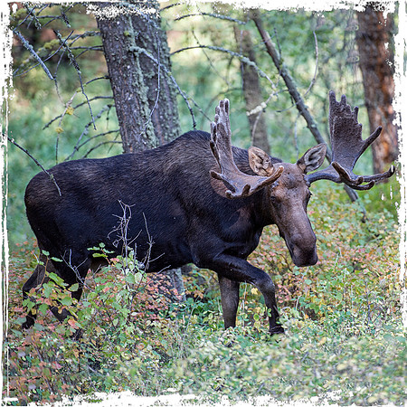Big George Moose