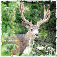 Big Buck