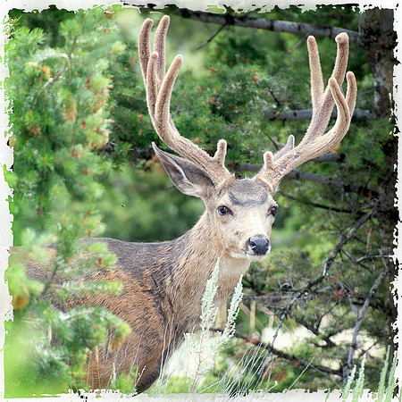 Big Buck