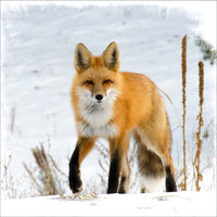 Fox 1