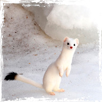 Ermine in Winter