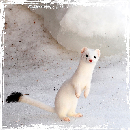 Ermine in Winter