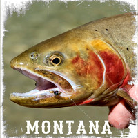 Cutthroat Trout