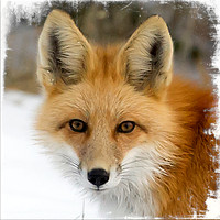 Fox face