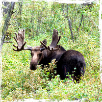 Bull Moose 4