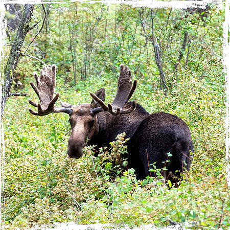 Bull Moose 4