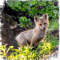 Fox kit