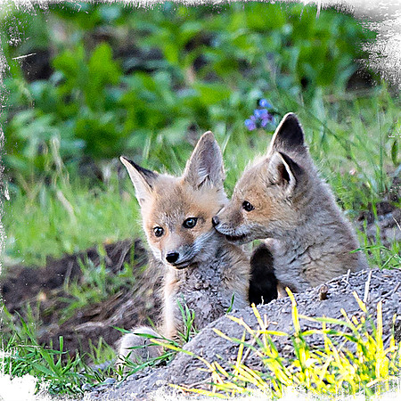 Fox kits