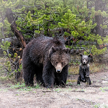 Grizzly and Cub