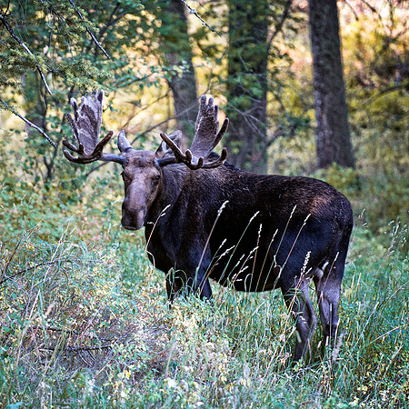 Moose in the Woods