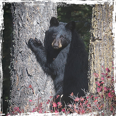 Little black bear