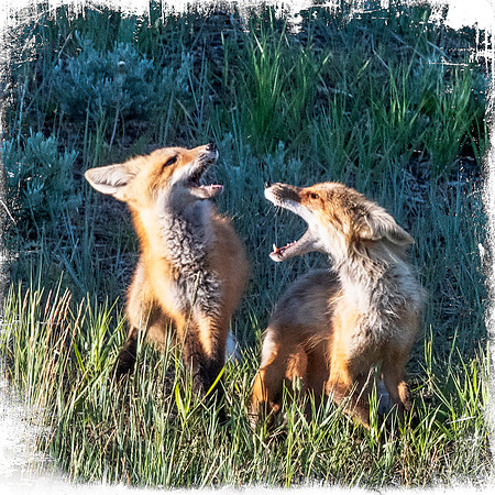Laughing Fox