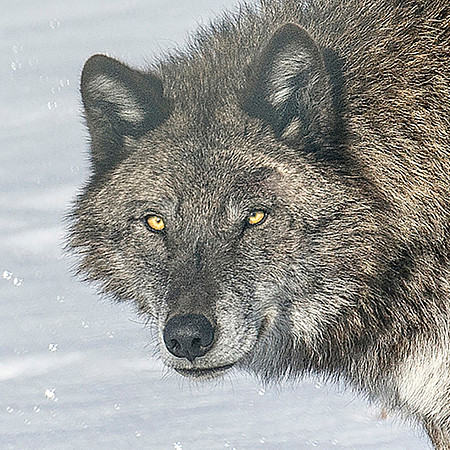 Wolf face