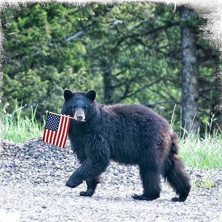 Patriotic bear