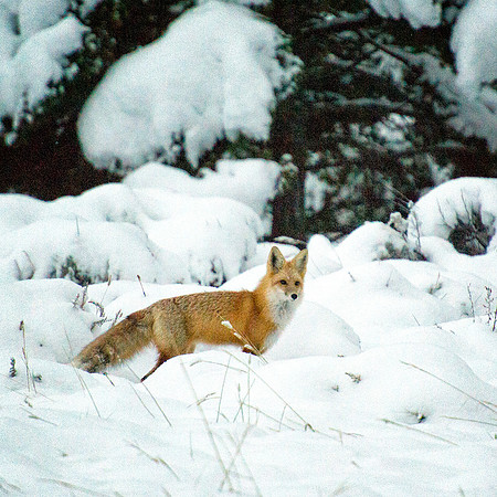 Red Fox 2