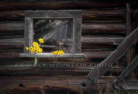 Arrowleaf Balsamroot in the window of an old log building
