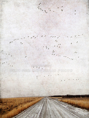 A foggy road with snow geese in the sky.