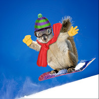 Snowboarding Squirrel