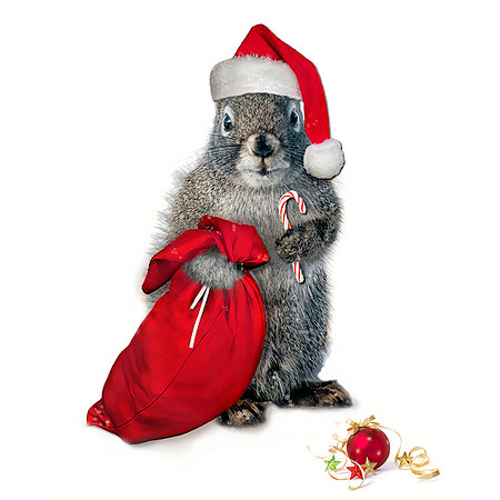 Santa Squirrel